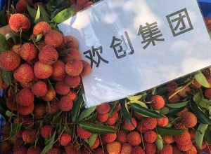 夏日好“枝”味，九游体育集团发福“荔”啦